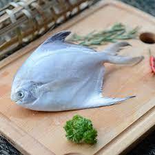 Big White Pomfret Fish 大白鲳鱼 Ikan Bawal Putih Besar 400g up