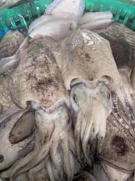 Cuttlefish 大花目@目斗@墨斗鱼 Sotong sold in kilograms