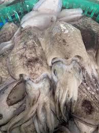 Cuttlefish 大花目@目斗@墨斗鱼 Sotong sold in kilograms