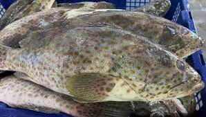 Grouper 大石斑鱼 ikan kerapu sold in kilograms