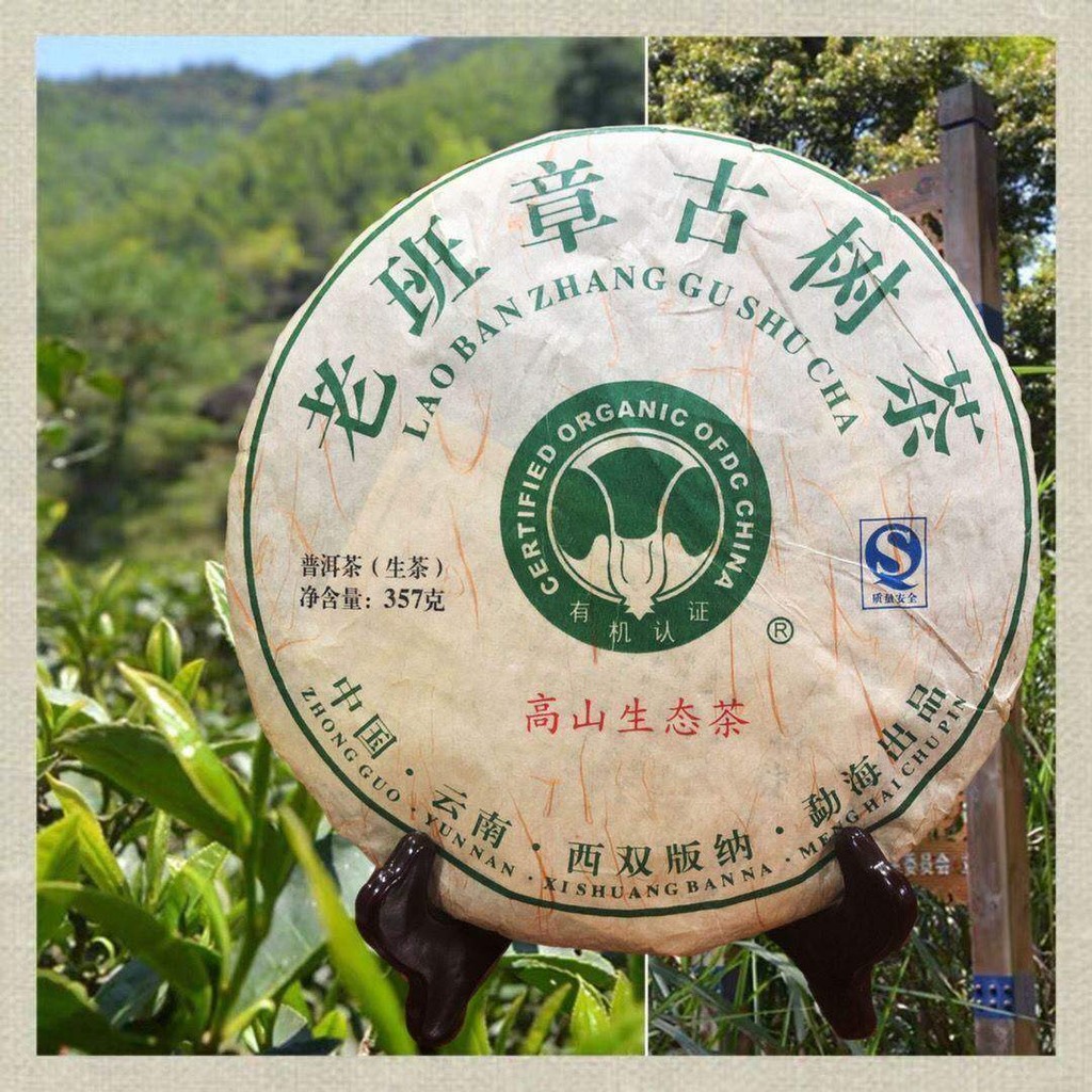 勐海高山生态古树班章王普洱茶生茶有机认证357g Meng Hai Pu-er Tea