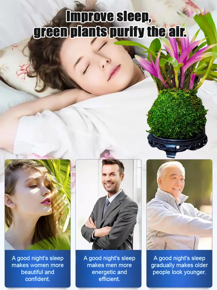 【Natural air purifier💐】Perfumed Dendrobium Orchid Improves Sleep Green Plants Purify Air