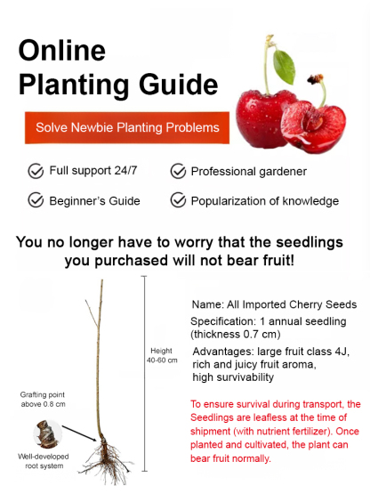 【Free Cherries🍒】🚀Space-Cultivated Cherries, 4J Large Fruit💎 One-time planting🌳 Harvest for decades!