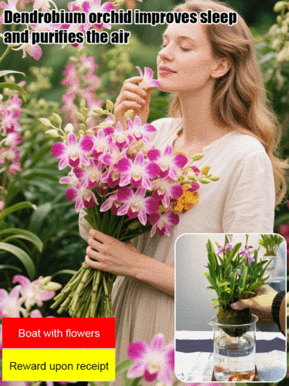 【Natural air purifier💐】Perfumed Dendrobium Orchid Improves Sleep Green Plants Purify Air