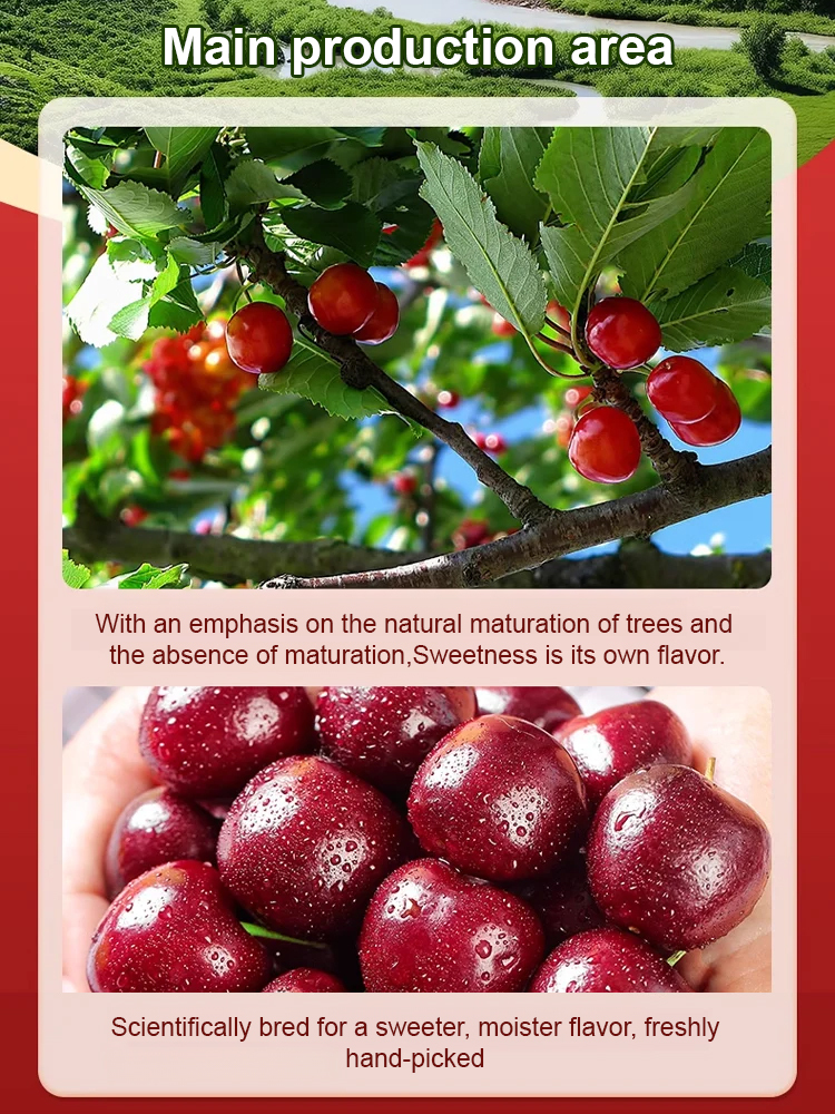 【Free Cherries🍒】🚀Space-Cultivated Cherries, 4J Large Fruit💎 One-time planting🌳 Harvest for decades!