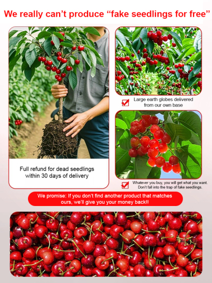 【Free Cherries🍒】🚀Space-Cultivated Cherries, 4J Large Fruit💎 One-time planting🌳 Harvest for decades!
