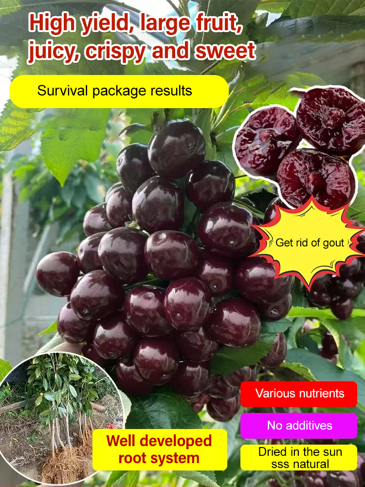 [A single one can bear] Chelsea Cherry Tree Seedling🍒🍒🍒