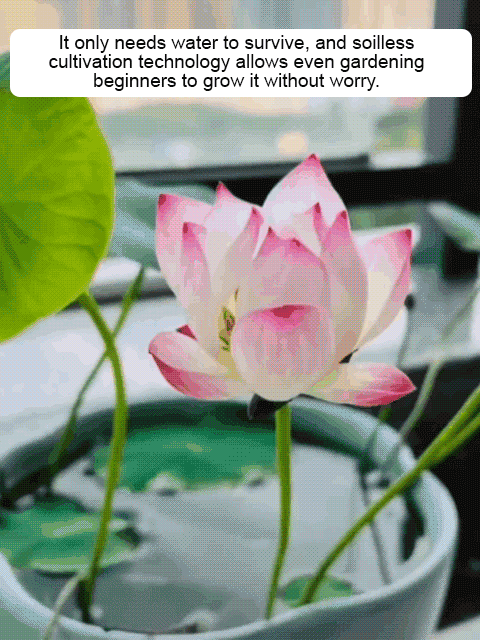 Premium Colorful Water Lily Seeds – Guaranteed to Sprout