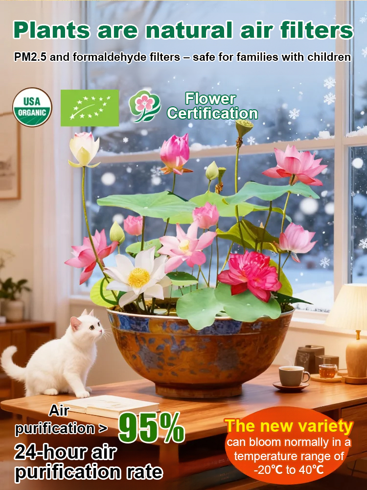 Newly Launched Organically Certified Water Lilies🪷Cold & heat resistant, blooming normally in temperatures ranging from -20℃ to 40℃❄️