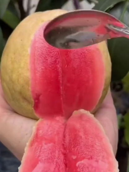 🚀 AU Sun-Kissed Guava: Low-GI Natural Energy, No sugar spikes!