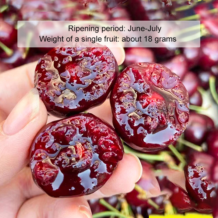 【Free Cherries🍒】🚀Space-Cultivated Cherries, 4J Large Fruit💎 One-time planting🌳 Harvest for decades!