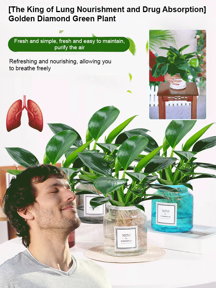 【The king of air purification】Golden Diamond Green Plants🪴丨Absorb formaldehyde, purify the air, and only need watering