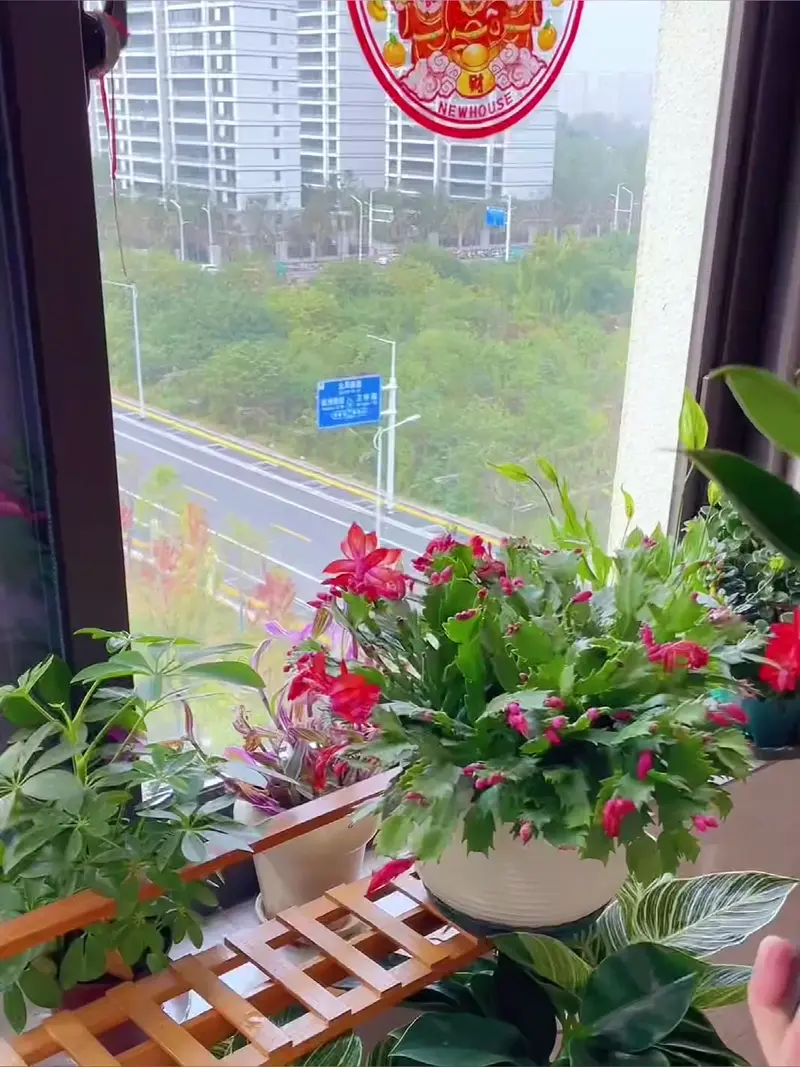 【The king of air purification】Golden Diamond Green Plants🪴丨Absorb formaldehyde, purify the air, and only need watering