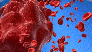 血液循环 (1).gif