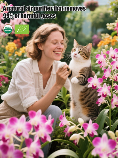 【Natural air purifier💐】Perfumed Dendrobium Orchid Improves Sleep Green Plants Purify Air