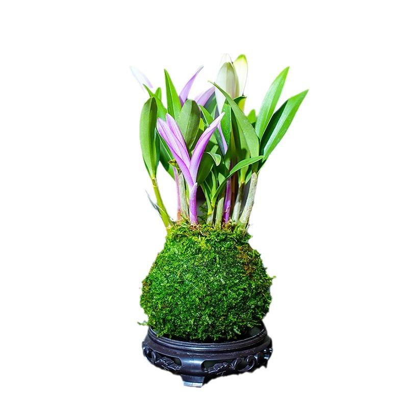 【Natural air purifier💐】Perfumed Dendrobium Orchid Improves Sleep Green Plants Purify Air