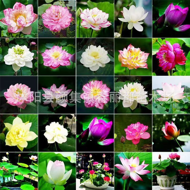 Newly Launched Organically Certified Water Lilies🪷Cold & heat resistant, blooming normally in temperatures ranging from -20℃ to 40℃❄️