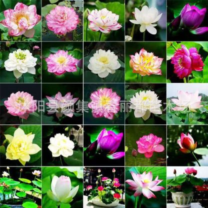 Newly Launched Organically Certified Water Lilies🪷Cold & heat resistant, blooming normally in temperatures ranging from -20℃ to 40℃❄️