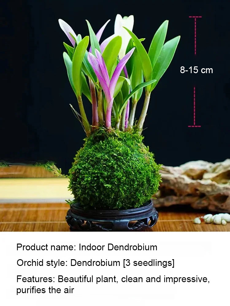 【Natural air purifier💐】Perfumed Dendrobium Orchid Improves Sleep Green Plants Purify Air