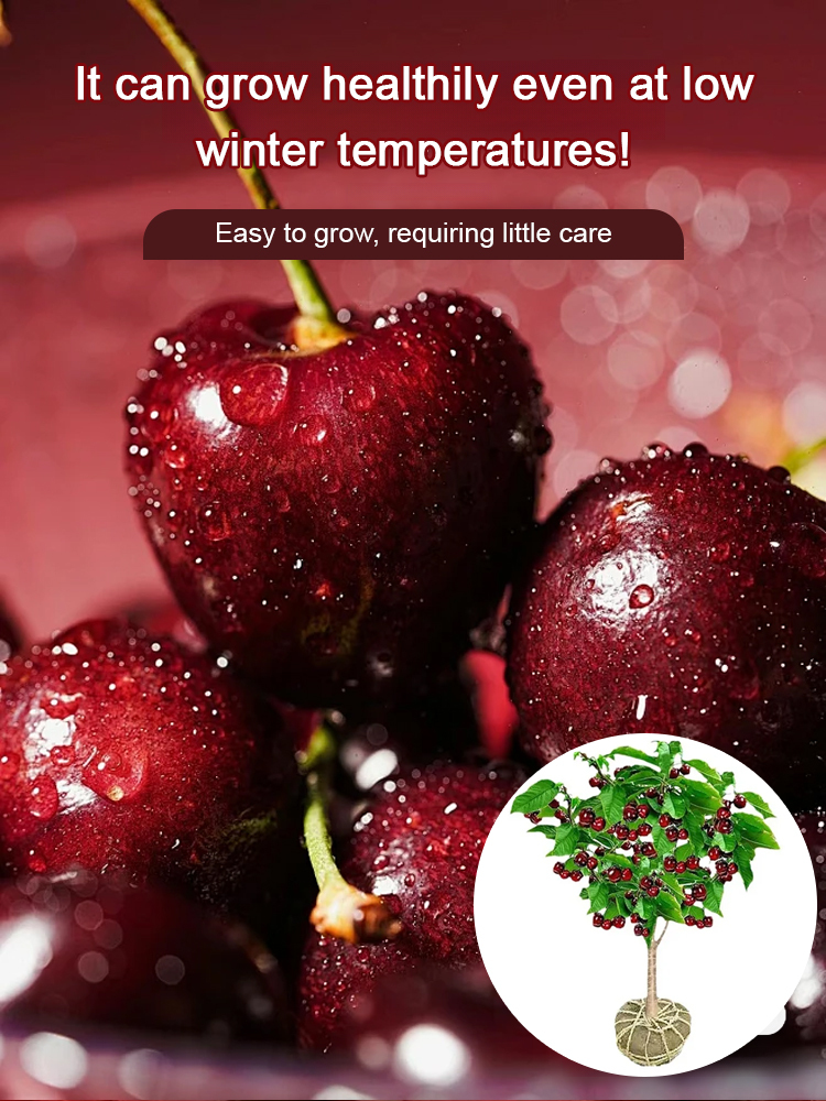 【Free Cherries🍒】🚀Space-Cultivated Cherries, 4J Large Fruit💎 One-time planting🌳 Harvest for decades!