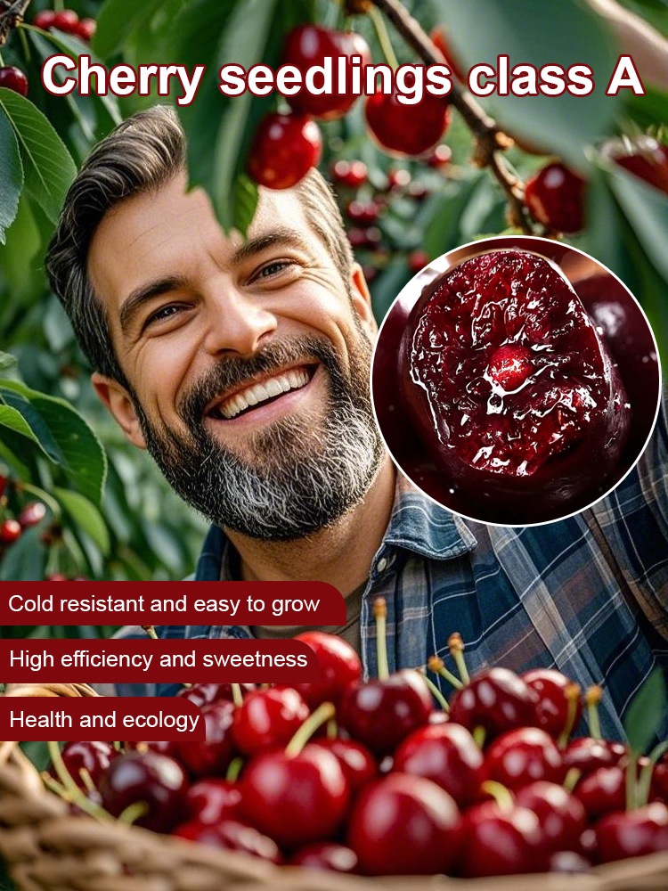 【Free Cherries🍒】🚀Space-Cultivated Cherries, 4J Large Fruit💎 One-time planting🌳 Harvest for decades!