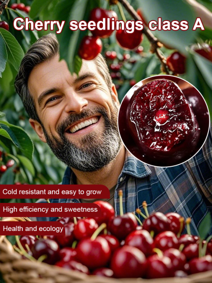 【Free Cherries🍒】🚀Space-Cultivated Cherries, 4J Large Fruit💎 One-time planting🌳 Harvest for decades!