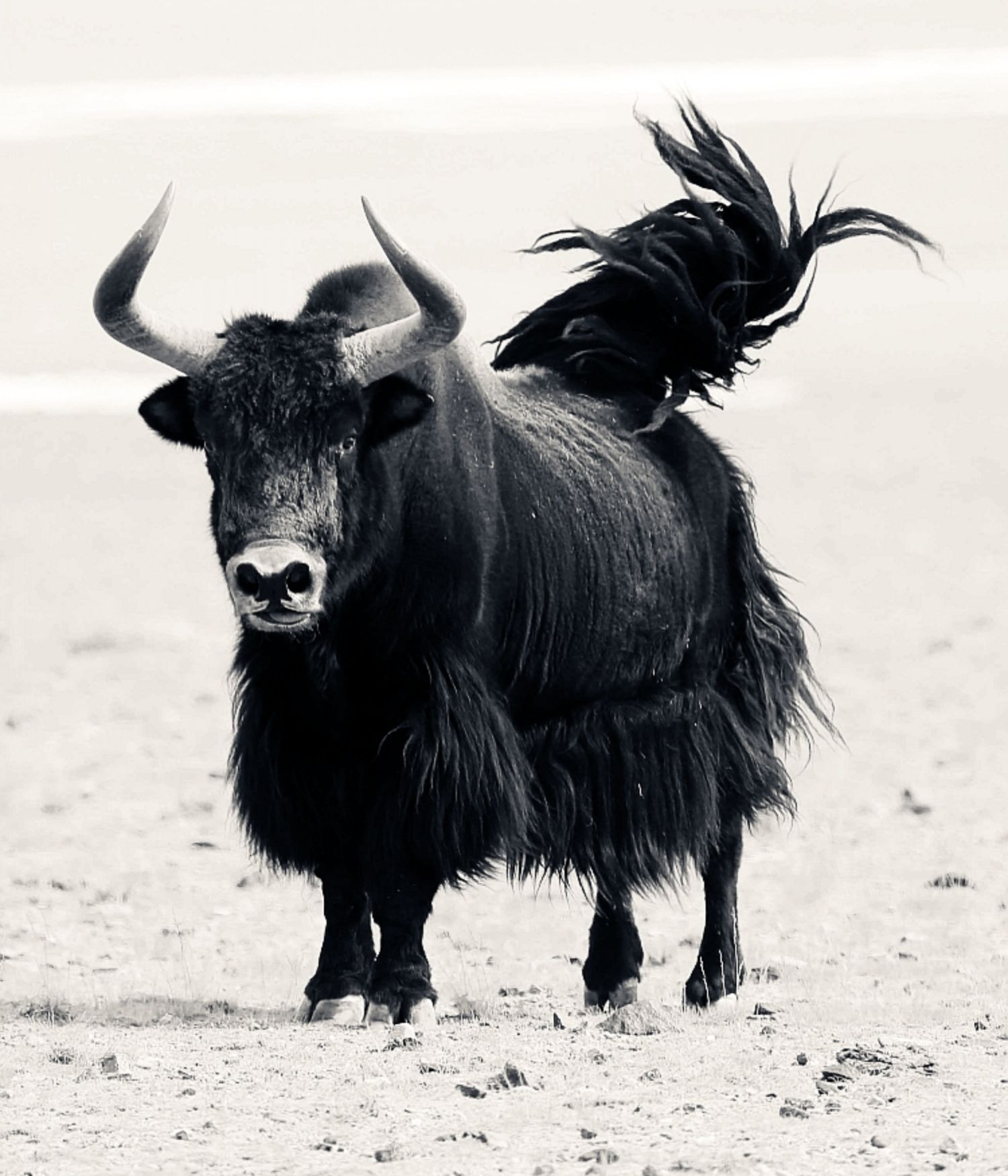 Genuine Tibetan Yak Bone Mala Bracelet