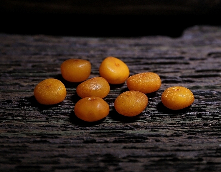 Tibetan Simplicity: Natural Highland Goat Horn Mala with Certified Beeswax Accents