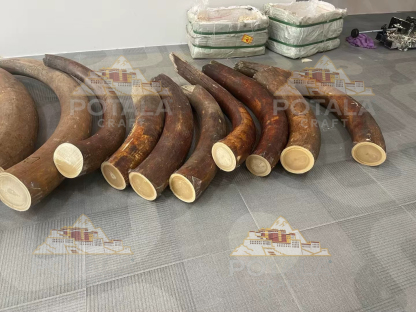 Timeless Purity Mammoth Ivory Bracelet – “Formless Presence” Edition (with 24K Gold Seal)