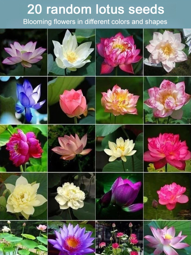 [Beginner-friendly] Hydroponic lotus seeds 