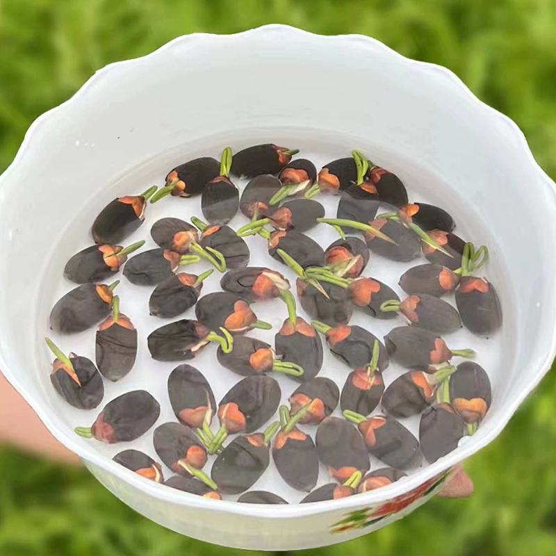 [Beginner-friendly] Hydroponic lotus seeds 