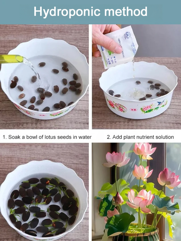[Beginner-friendly] Hydroponic lotus seeds 