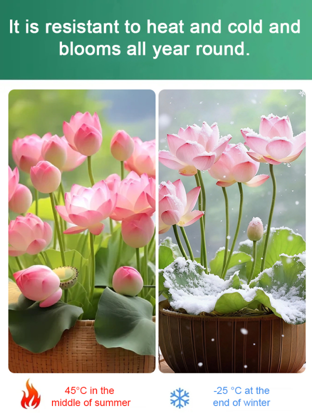 [Beginner-friendly] Hydroponic lotus seeds 