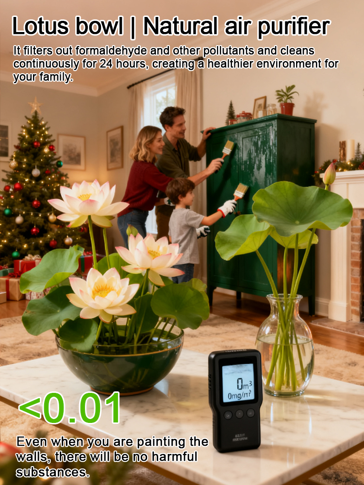 [Beginner-friendly] Hydroponic lotus seeds 