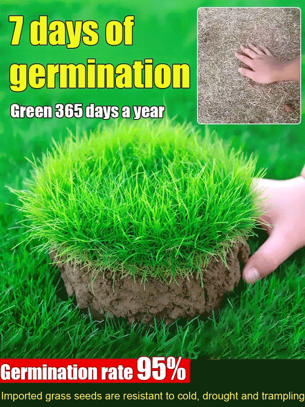 EverGreen™ Royal UK Carpet Grass - Sprouts in 7 Days, Perfect Lawn in Just 30 Days