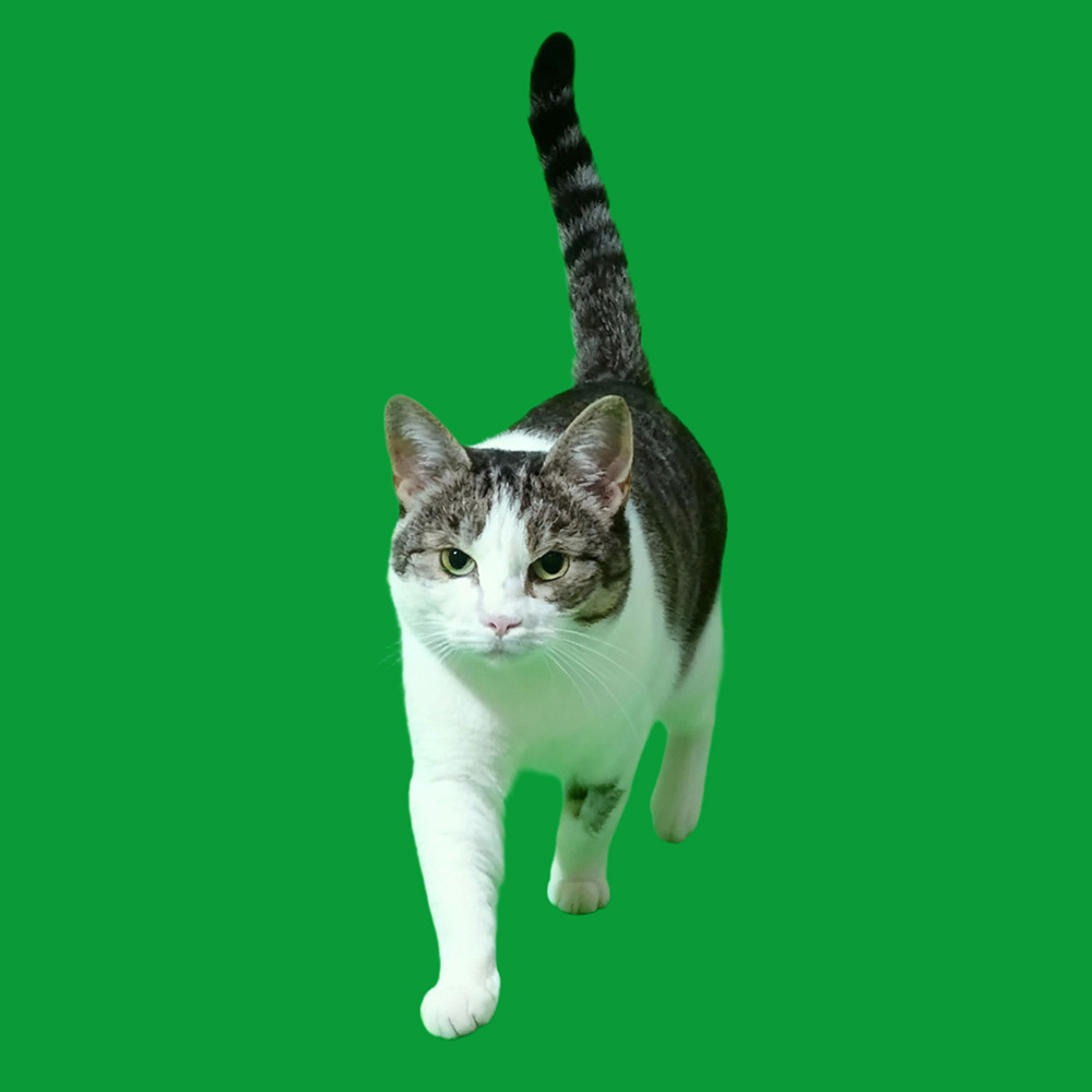 3D Pet Holo House Lumina Boxes Custom Pet Memorial Display Crystal-Clear Hologram Image - CustWitAU