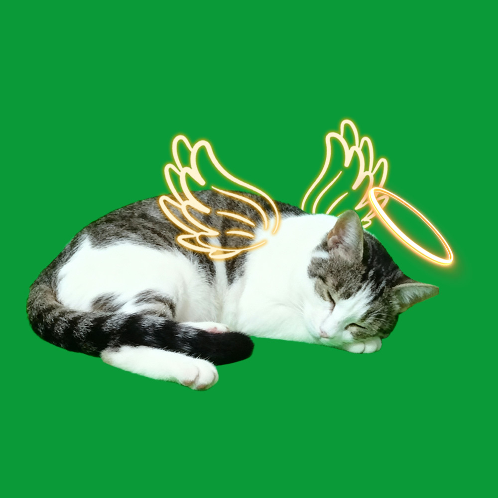 Halo Wings Sleeping Scenes