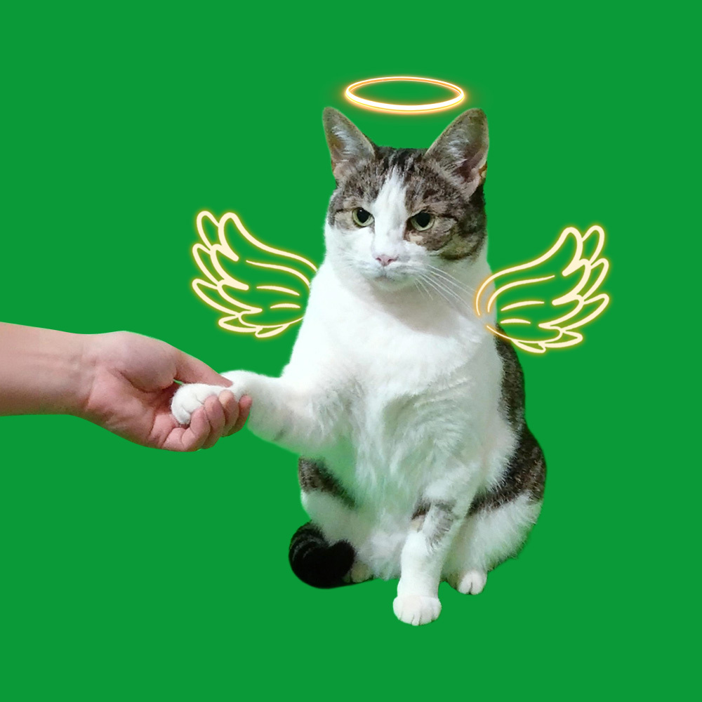Halo Wings Shaking Hands Scenes