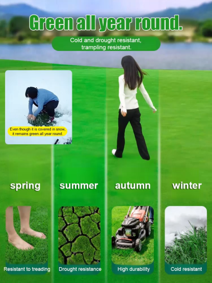 7-Day Germination Grass Seed – Limited Sale of Newest Improved Variety  