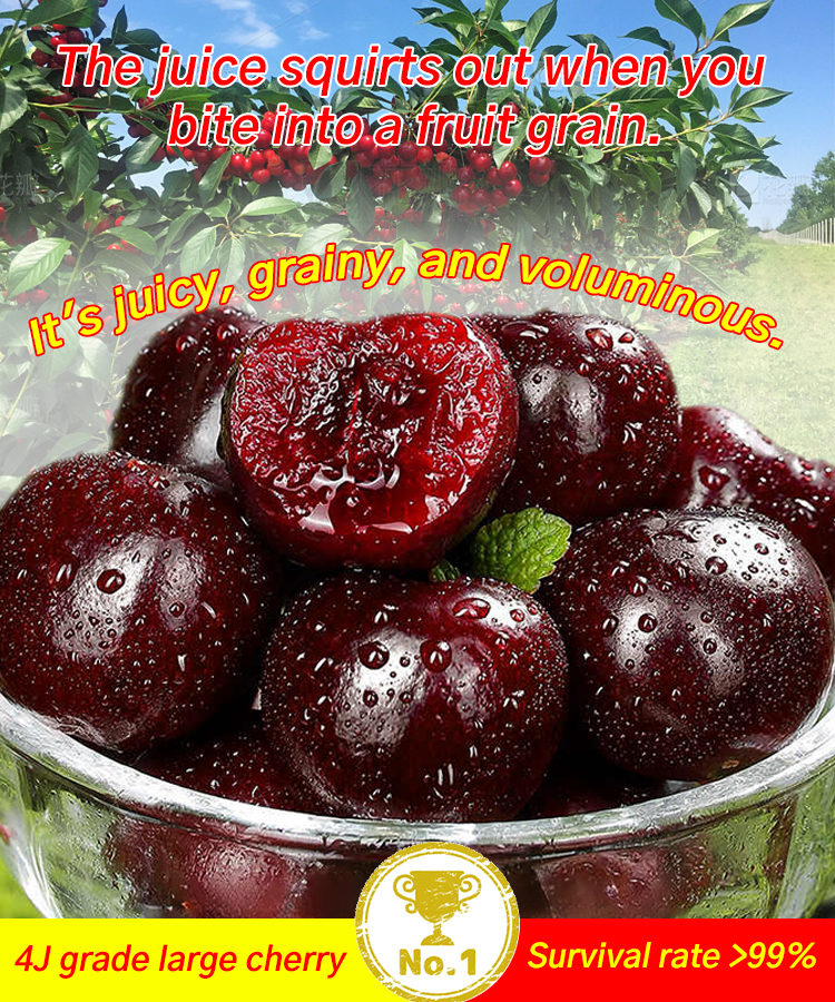 Packed with live cherry pits