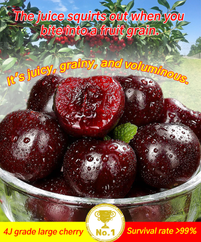 Packed with live cherry pits