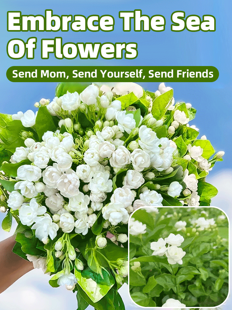 💐Plant flowers now🌸 and enjoy a sea of ​​blossoms all year round! ✅ 99.9% survival rate👍 No watering needed, no acclimatization period, plants grow instantly! ❄️ Cold-hardy down to -38°C☀️ Heat-resistant