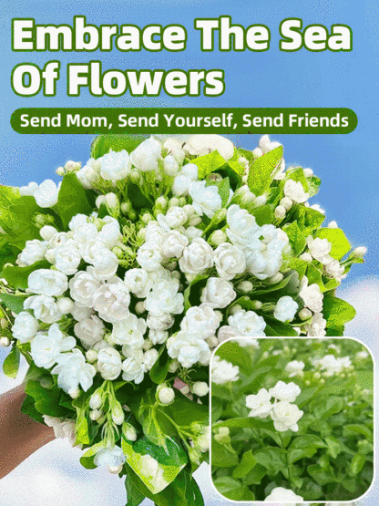 💐Plant flowers now🌸 and enjoy a sea of ​​blossoms all year round! ✅ 99.9% survival rate👍 No watering needed, no acclimatization period, plants grow instantly! ❄️ Cold-hardy down to -38°C☀️ Heat-resistant