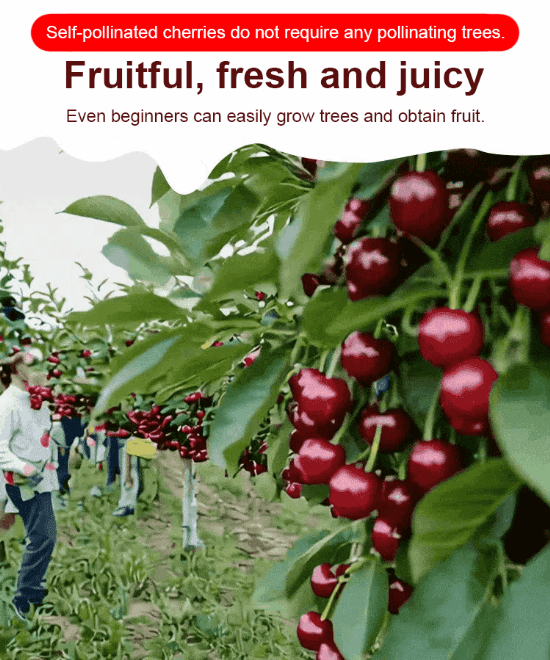 【No fruit, full refund】Yale University, in collaboration with the USA, has developed the latest cherry saplings ❤ No need for pollination / shipped with soil and branches / bear fruit in the next month