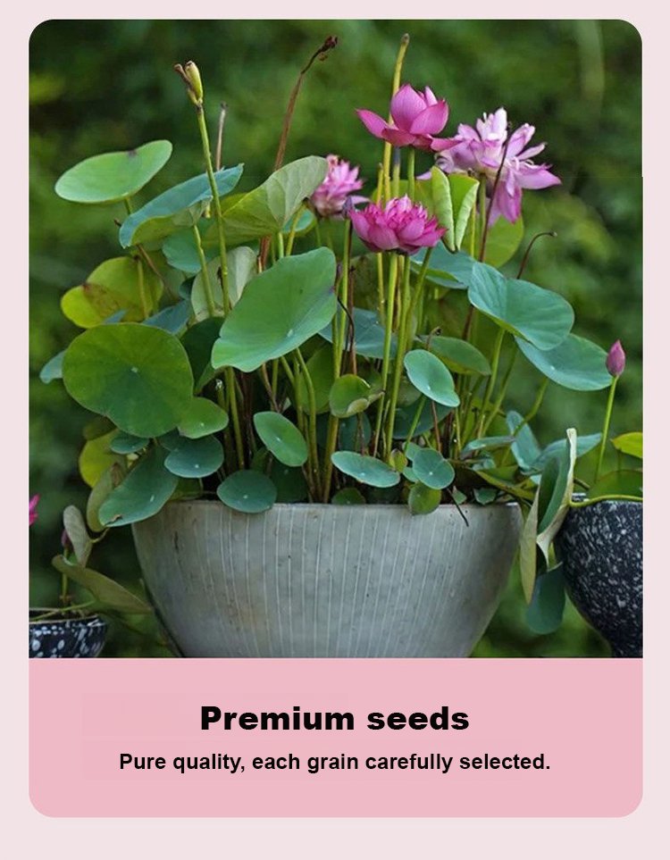 翻译件-SL-新品种四季开花碗莲种子-1338229-系统_24.jpg