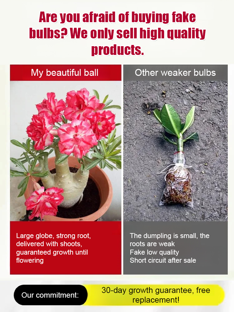 🌹【Desert Rose】Natural perfume, heat and cold resistant, 🌸 flowering period over 200 days! 💧 Only need to water twice a year!