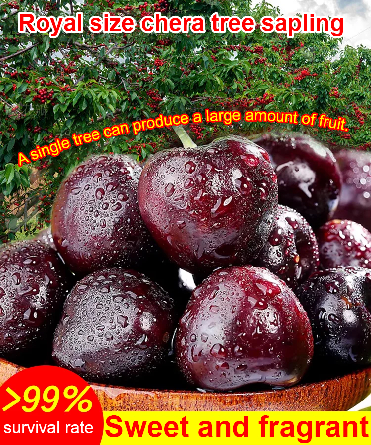 【No fruit, full refund】Yale University, in collaboration with the USA, has developed the latest cherry saplings ❤ No need for pollination / shipped with soil and branches / bear fruit in the next month