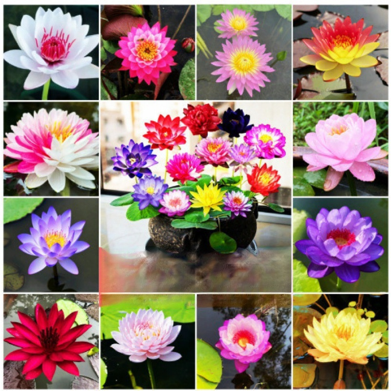 Botanist Recommended❗️No soil or fertilizer needed, just watering is all it takes for it to thrive; even beginners can grow six-colored lotus flowers🌸