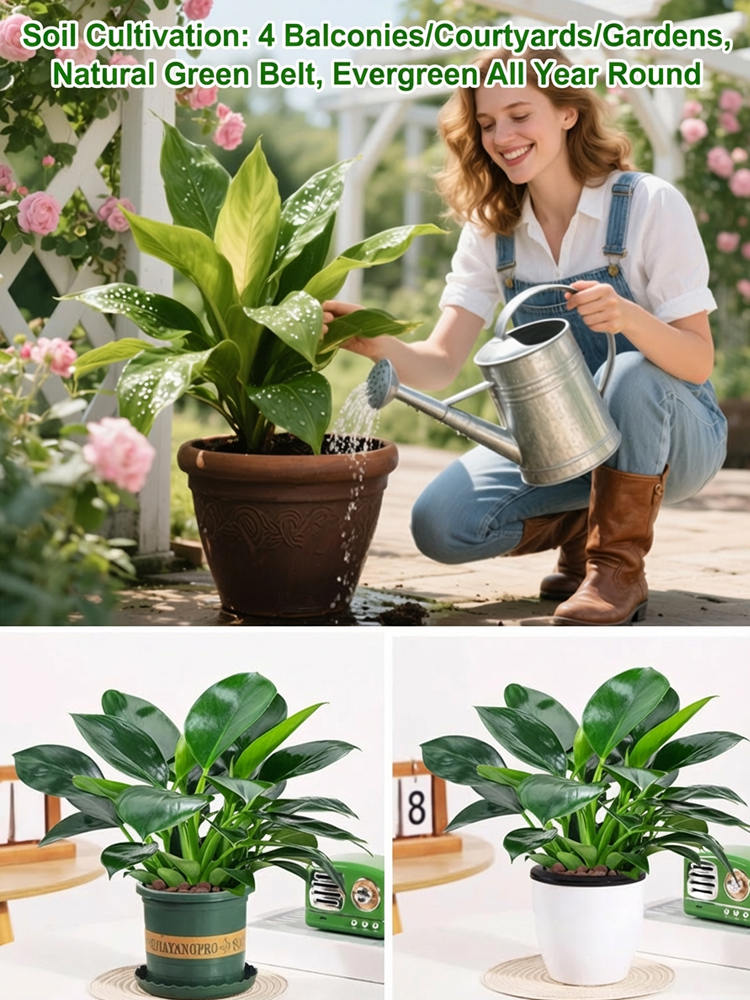 Golden Diamond Green Plant [King of Lung Healing]: No sunlight needed, easy to care for, and brings fragrance to your home.