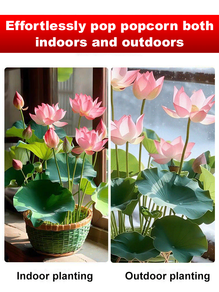 Botanist Recommended❗️No soil or fertilizer needed, just watering is all it takes for it to thrive; even beginners can grow six-colored lotus flowers🌸